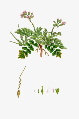 手绘天竺葵免抠