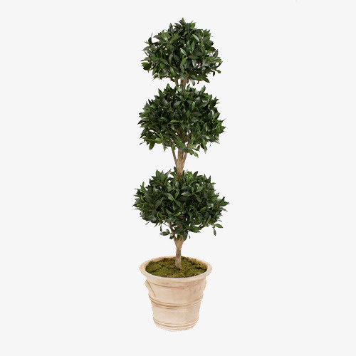 绿色树类植物盆栽常青树免抠