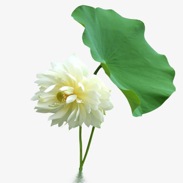 荷花免抠