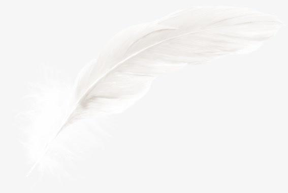 创意白色的羽毛效果免抠