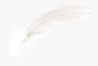 创意白色的羽毛效果免抠