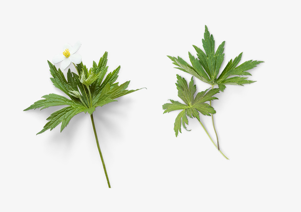 春天花草装饰元素免抠