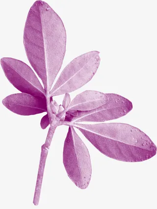 创意花卉图片鲜花海报背景