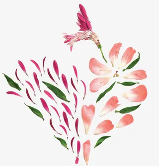 花瓣桃心平面广告免抠