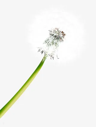 白色蒲公英植物春天免抠