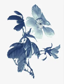 手绘花卉免抠 手绘花卉免抠