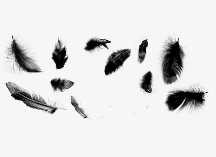 黑色羽毛合集免抠