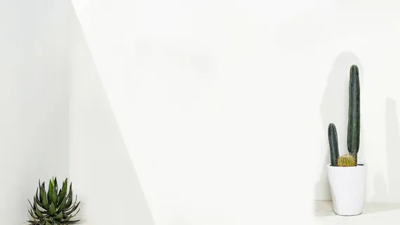 纯色背景绿色植物背景高清素材图片免抠