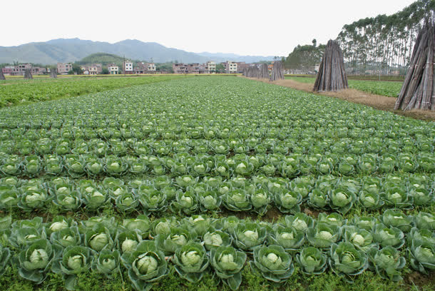 卷心菜种植基地菜园免抠