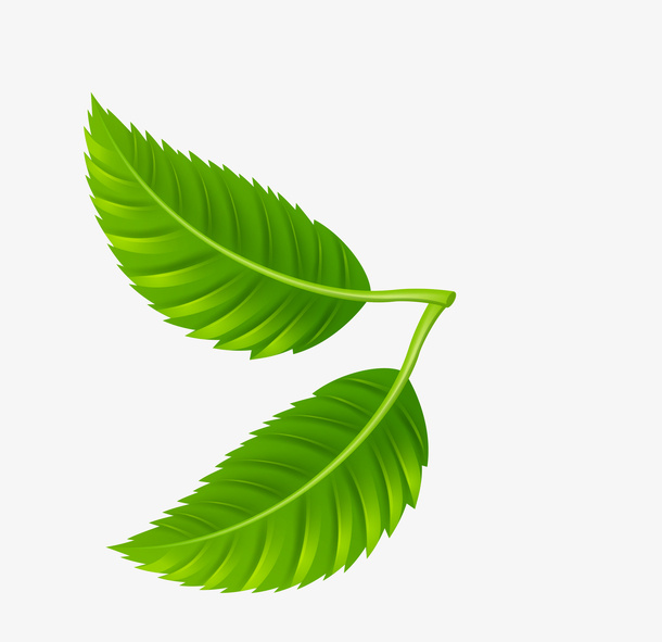 卡通装饰树叶免抠