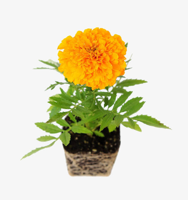 盆栽万寿菊免抠素材免抠