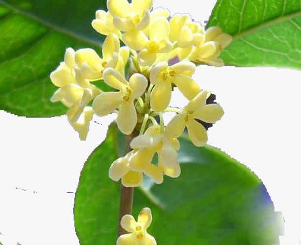 花中第一流免抠