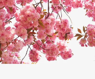 樱花图片免抠 樱花图片免抠