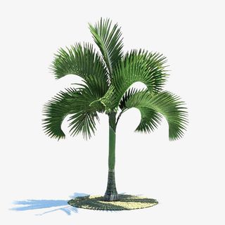 一棵绿色棕树免抠