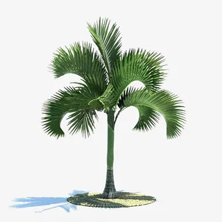 一棵绿色棕树免抠