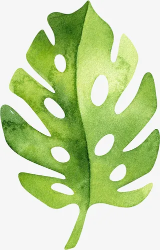 文艺清新花草海报设计装饰绿色叶免抠