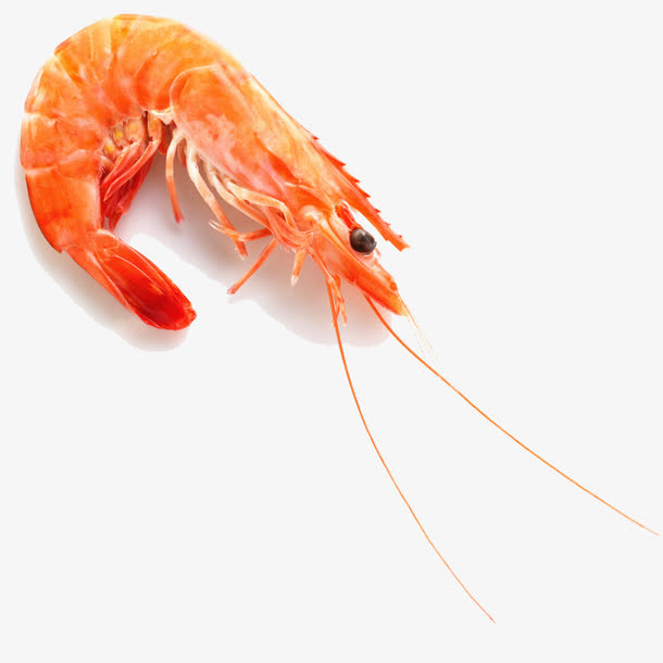 点缀小虾免抠
