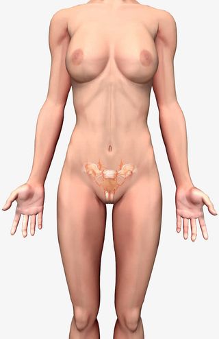 人体结构生物学插图免抠