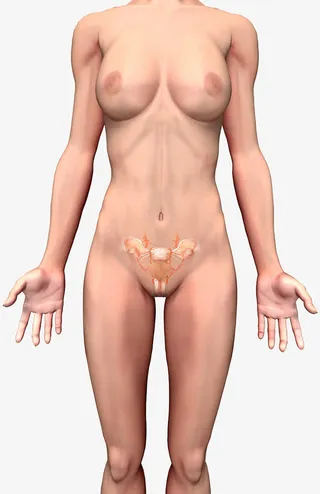 人体结构生物学插图免抠