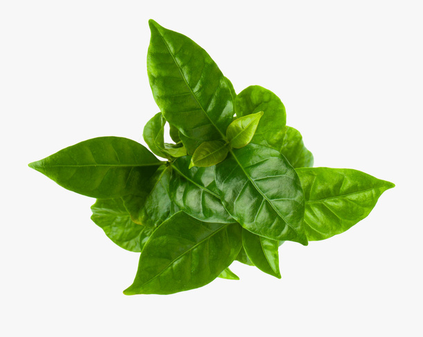 矢量栀子花真叶素材免抠
