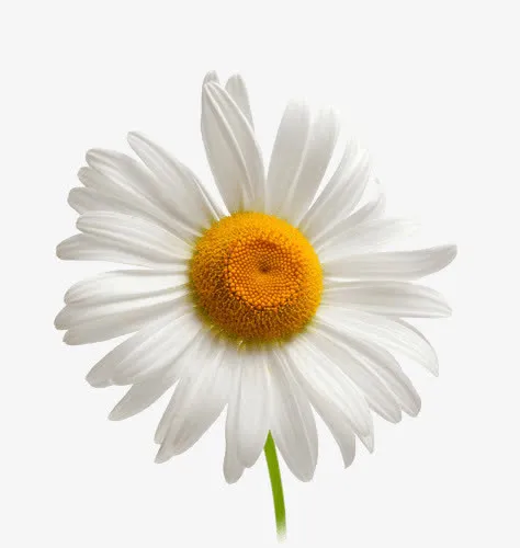 菊花免抠