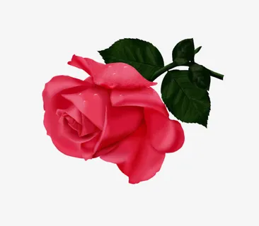 一朵红玫瑰免抠