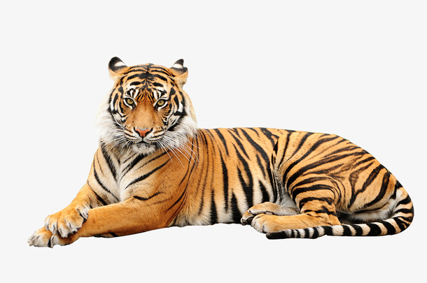 卧虎  老虎  孟加拉猛虎免抠
