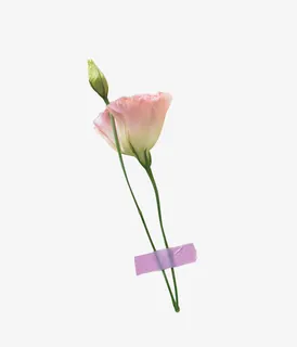 鲜花装饰元素图免抠