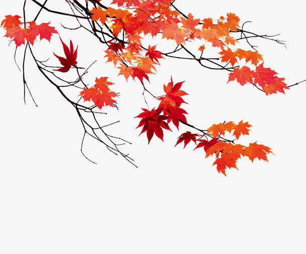 秋天枫叶免抠