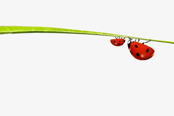 在叶子上的昆虫免抠