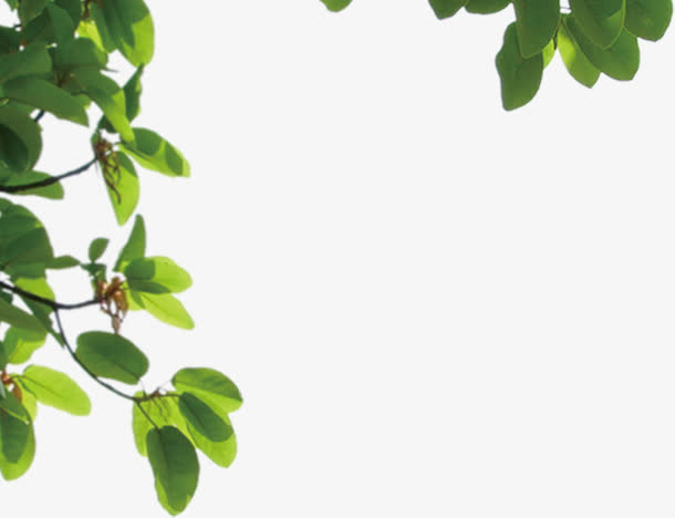 高清绿色植物树叶边框免抠