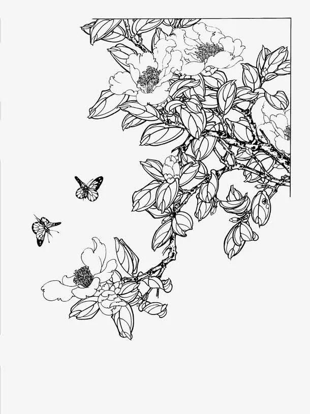 山茶花手绘免抠