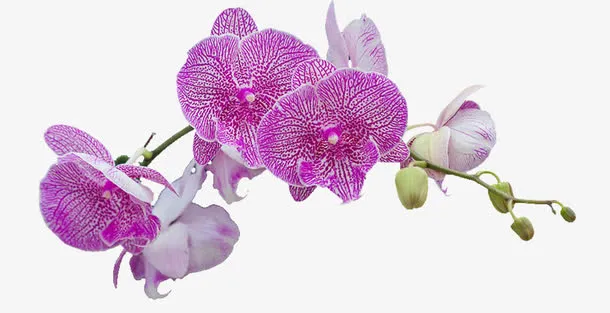 一枝紫胡姬花免抠