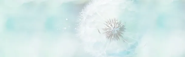 蒲公英淘宝背景图