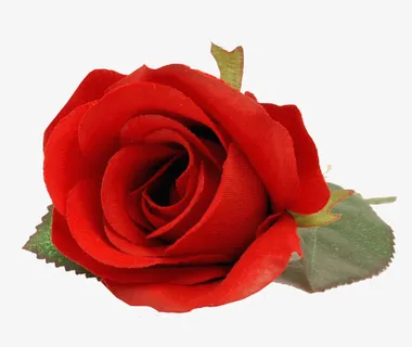 鲜花元素鲜花免抠