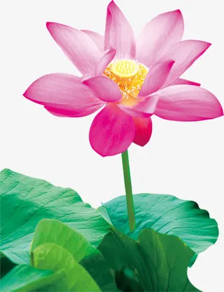 高清粉色渐变荷花装饰免抠