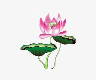 鼠绘版绿色荷叶荷花莲蓬素材免抠