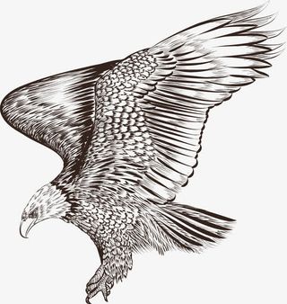 素描黑色老鹰免抠