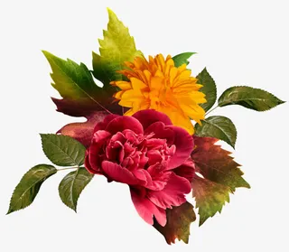 鲜艳花卉装饰图案免抠