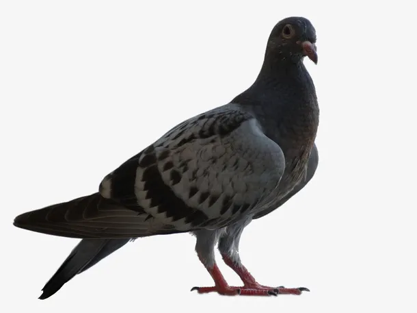 鸽子免抠