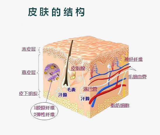 皮肤的结构免抠