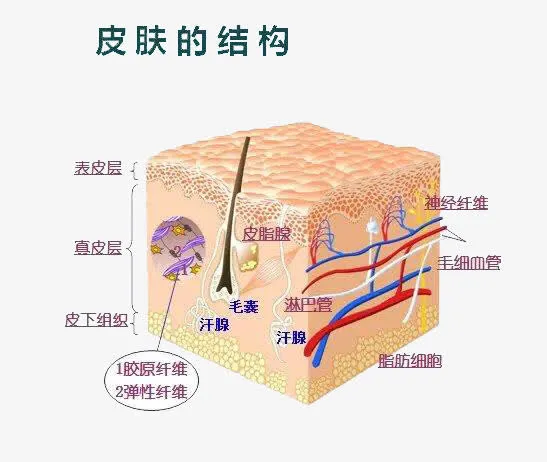 皮肤的结构免抠