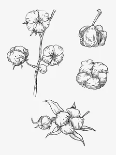 棉花线稿植物手绘免抠