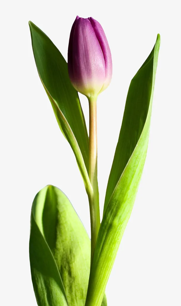 郁金香花png免抠