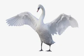 张开翅膀的天鹅免抠