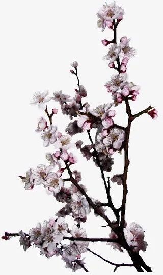 高清复古粉色梅花免抠