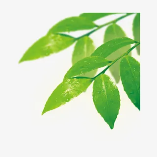 春天清新树叶免抠