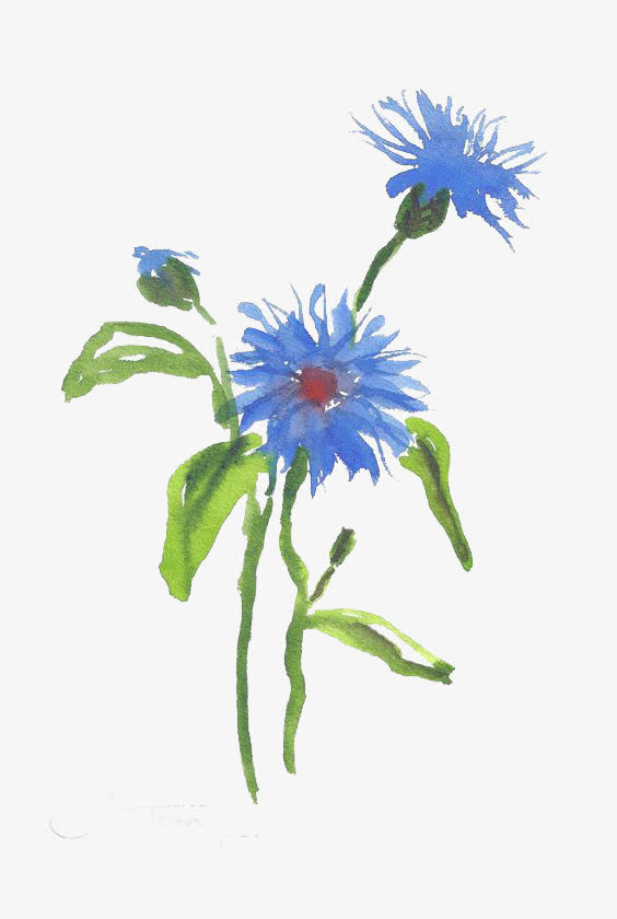 花朵免抠