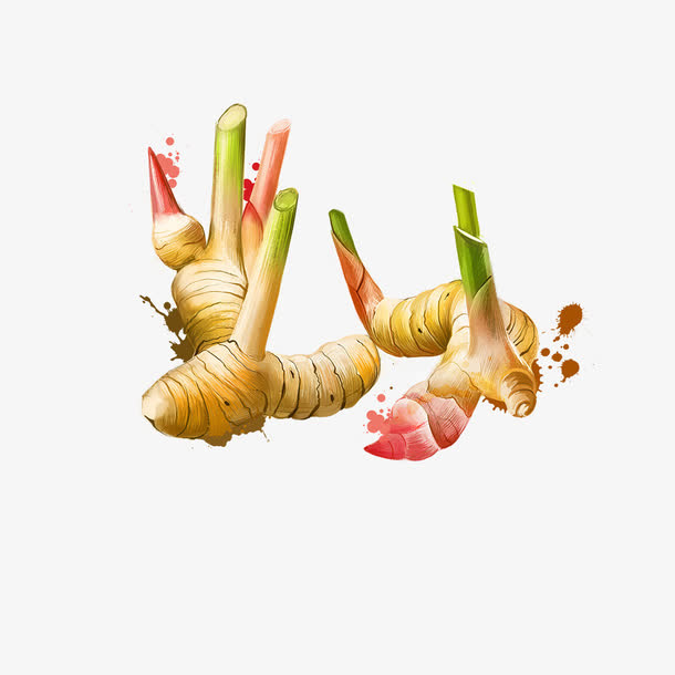 生姜简图免抠