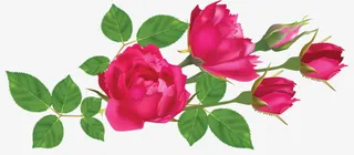 手绘月季花免抠